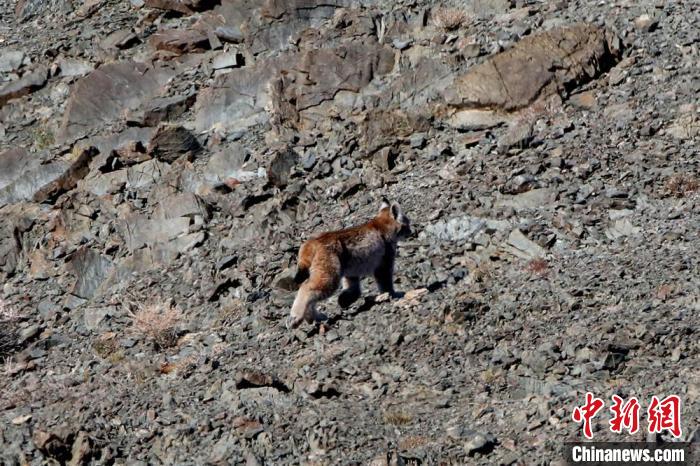 攝影人除了記錄下了盤羊、鵝喉羚等野生動物的行蹤軌跡外，還拍攝到了珍稀野生動物猞猁的珍貴影像。巴合提別克·阿什木汗 攝