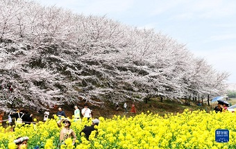 貴州：萬畝櫻花 春日綻放