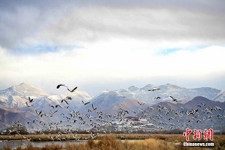 西藏拉薩：拉魯濕地成候鳥越冬樂園