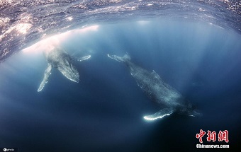 印度洋抹香鲸群游向海面 画面唯美