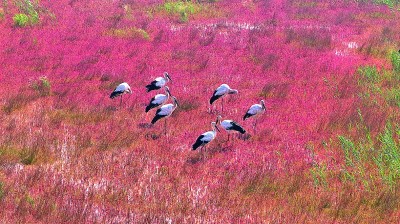 山東東營(yíng)黃河口候鳥(niǎo)棲息地：萬(wàn)羽翩翩入畫(huà)來(lái)