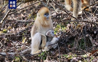 湖北神農架金絲猴基地喜添6只猴寶寶