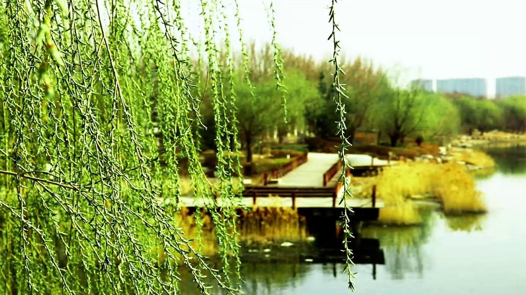最是一年春好处 潍坊浞河岸畔柳色新
